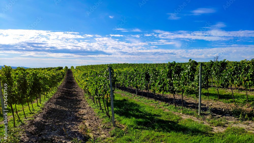 Fototapeta premium vineyard in czech republic