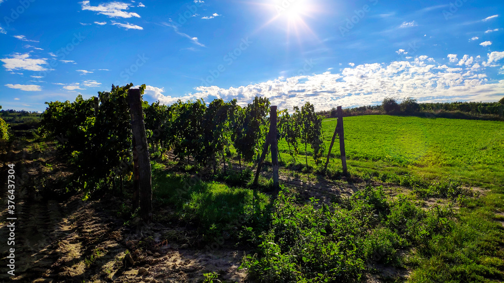 Obraz premium vineyard in czech republic
