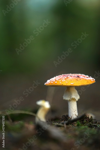 Mushroom with dots in the forrest autum time