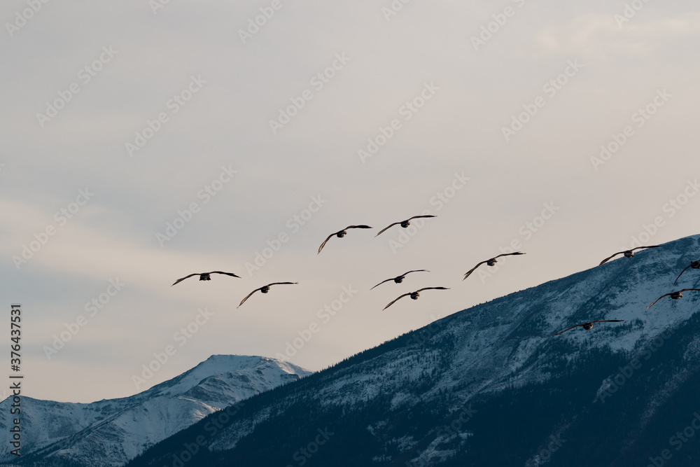 Naklejka premium Gänse Fliegen Rocky Mountains