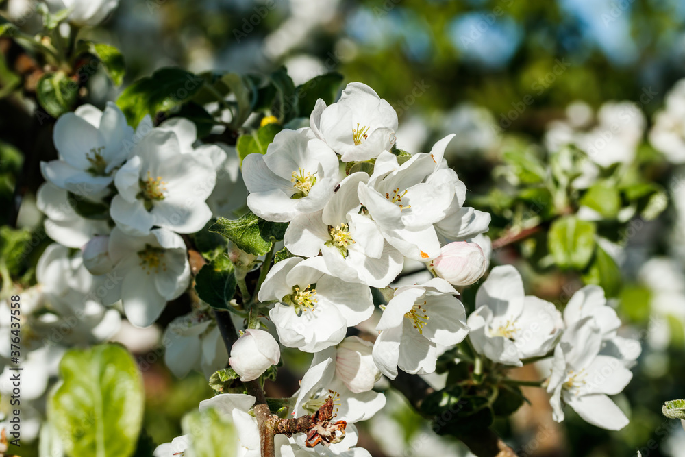 Apple blossom in the garden on spring Apple blossom in the garden on spring