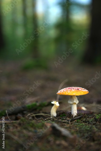 Mushroom in the forrest autum time
