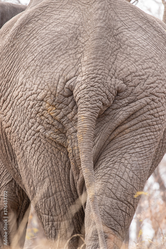 The elephant in the room 4 The elephant in the room 4