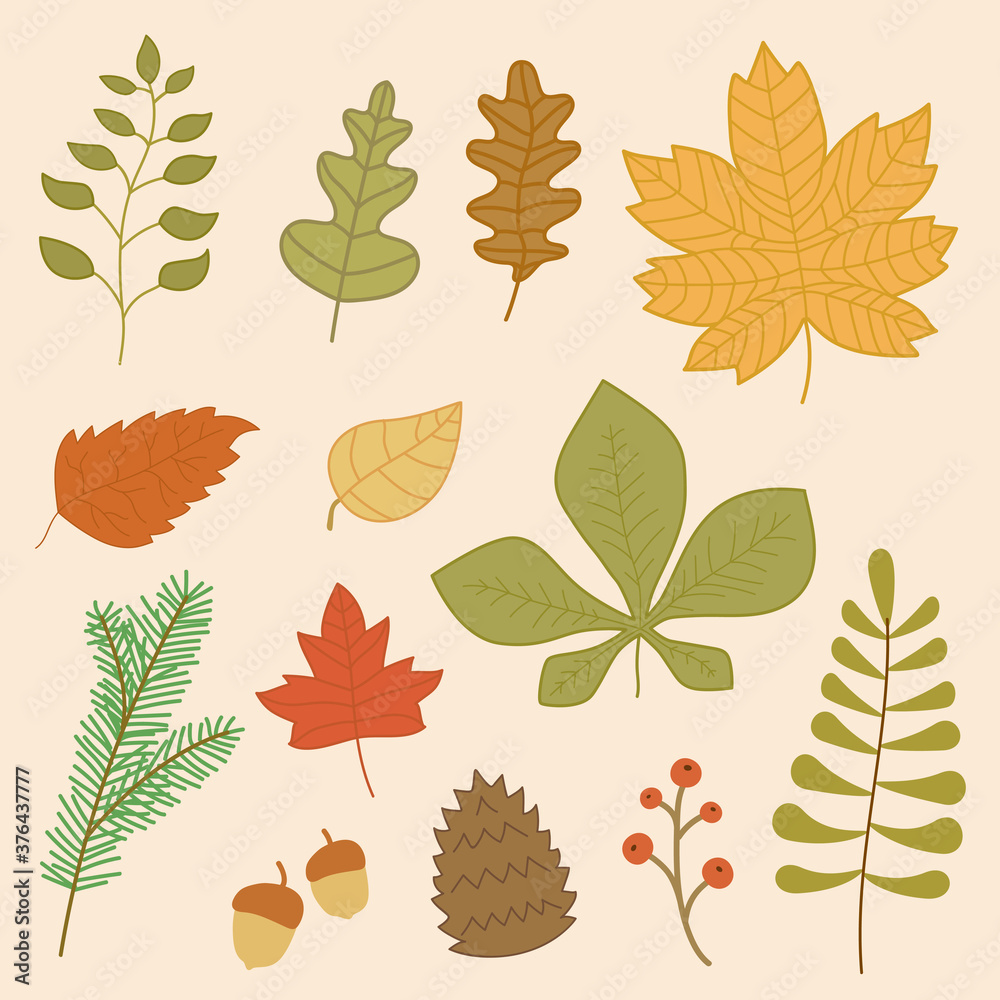 Obraz premium Autumn leaves collection.Vector illustration of autumn leaf collection with flat design.