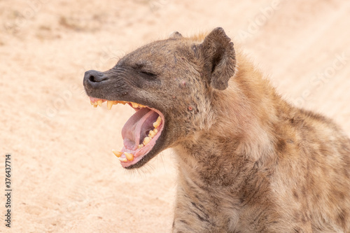 Fotografia Hyena laughing at a funny joke