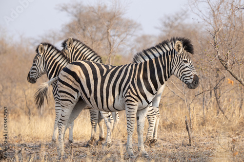 Zebras on the African grasslands