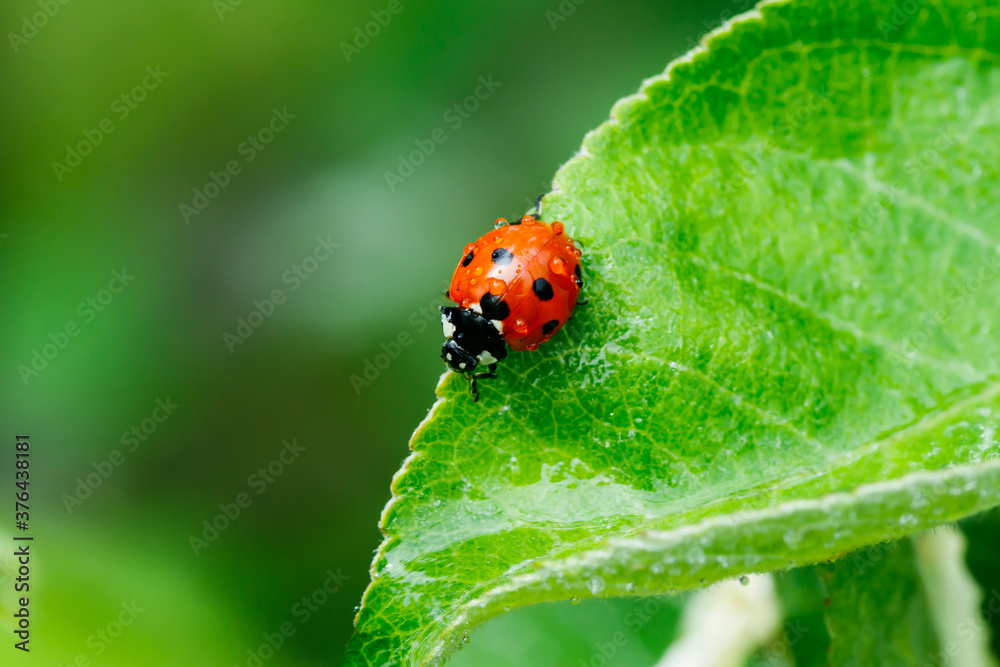 Apple leaf with ladybug and raindrops in the garden on spring Apple leaf with ladybug and raindrops in the garden on spring