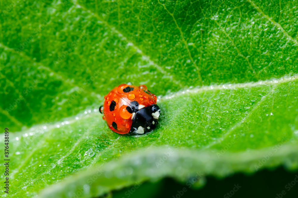 Fototapeta premium Apple leaf with ladybug and raindrops in the garden on spring