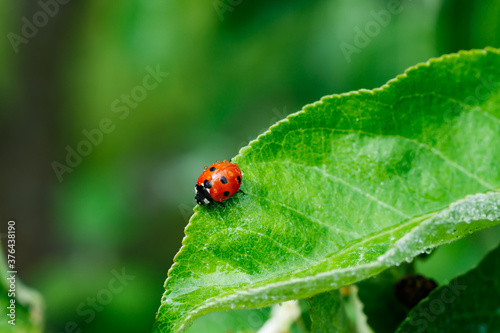Apple leaf with ladybug and raindrops in the garden on spring © Elena Noeva