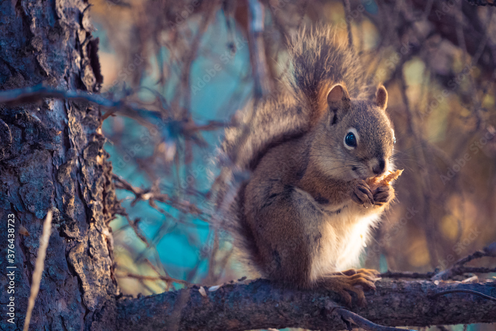 Fototapeta premium Eichhörnchen Jasper Nationalpark