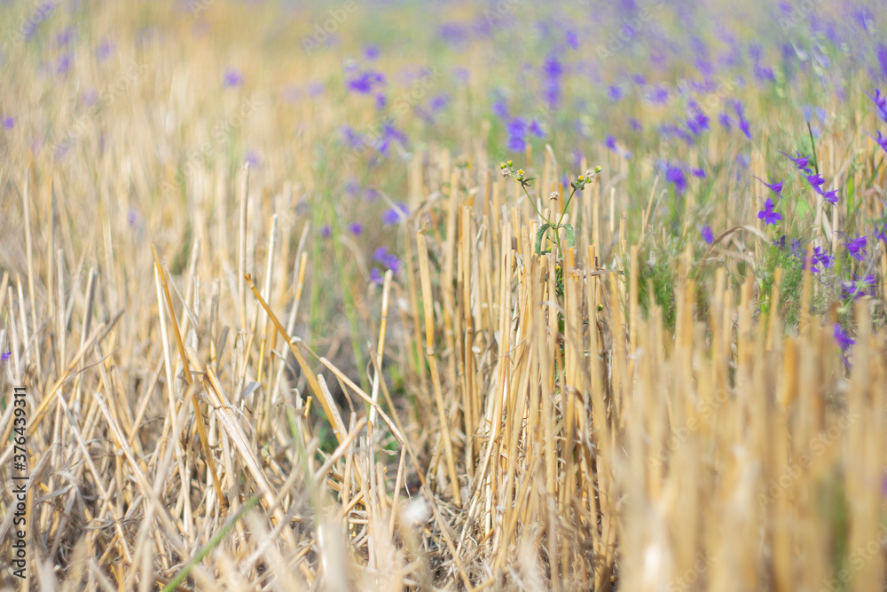 Obraz premium Mown wheat field as background.