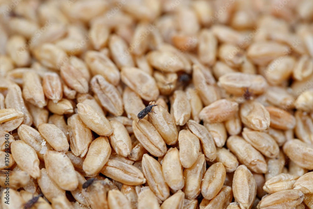 grain weevil, durum wheat infested with parasites grain weevil, durum wheat infested with parasites