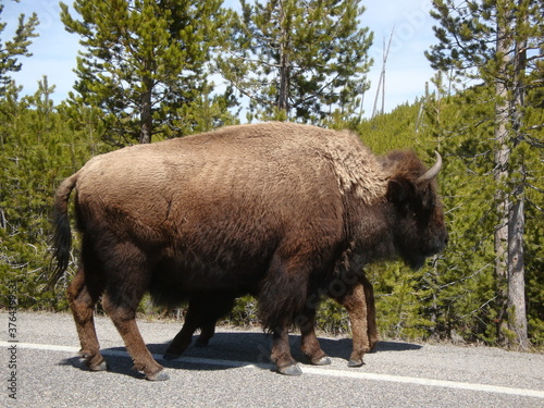 Yellowstone Buffalo