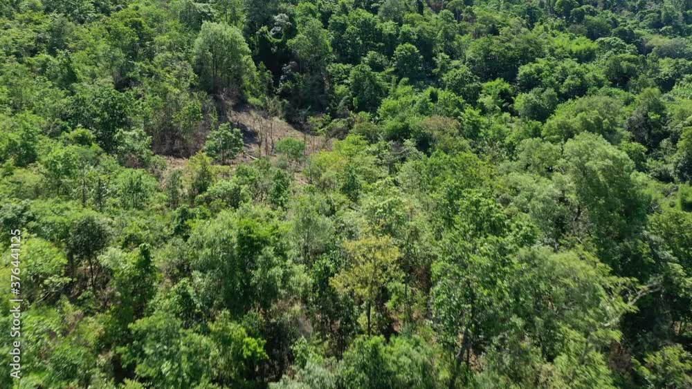 Lush tropical trees in the countryside in Asia, Laos, Khammouane, towards Thakek, on a sunny day. Lush tropical trees in the countryside in Asia, Laos, Khammouane, towards Thakek, on a sunny day.