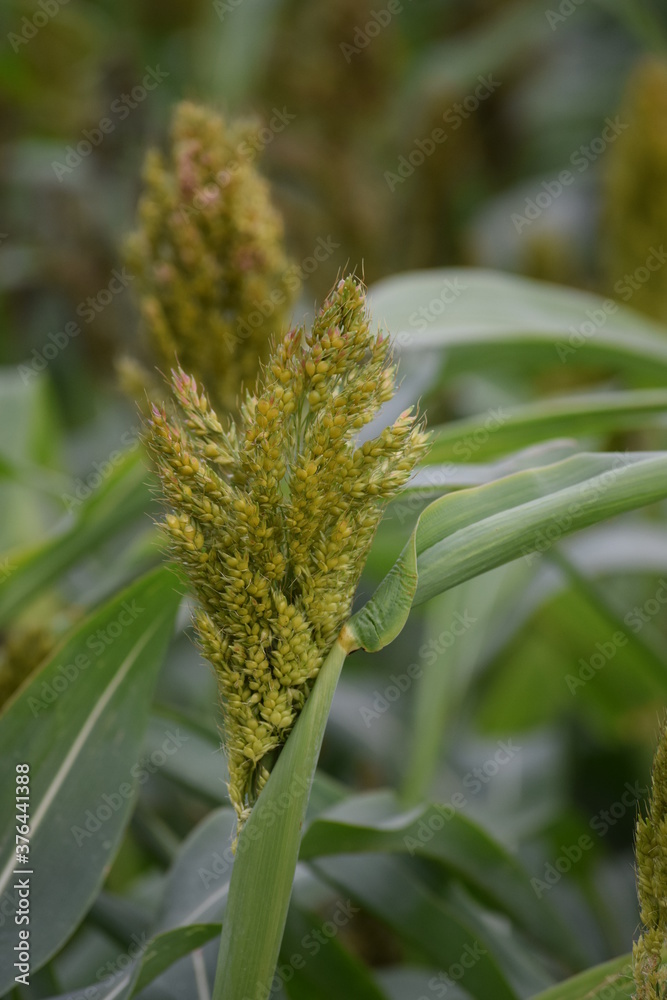 Obraz premium great Millet