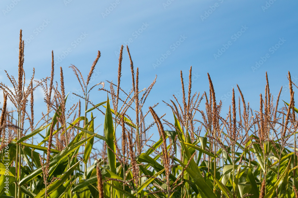 Corn in the corn field, Green corn field close-up with blue sky, Organic agriculture food plantation Corn in the corn field, Green corn field close-up with blue sky, Organic agriculture food plantation
