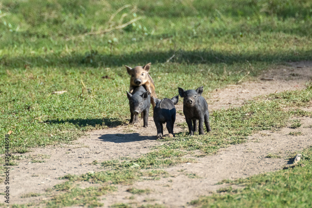 Fototapeta premium Little cute baby pigs playing on dirt rural road. Black piglets feeding in green sunny grass farm field