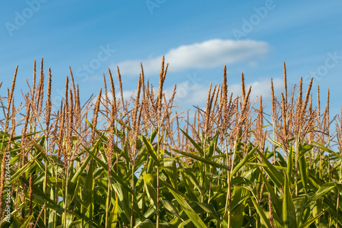 Corn in the corn field, Green corn field close-up with blue cloudy sky, Organic agriculture food plantation