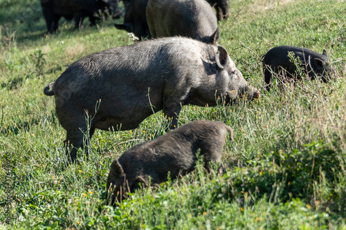 Cute pigs feeding in summer field. Black boar feeding in green sunny grass farm field. Selective focus