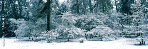 SNOW COVERED MAPLE TREES IN ACER GLADE, WESTONBIRT