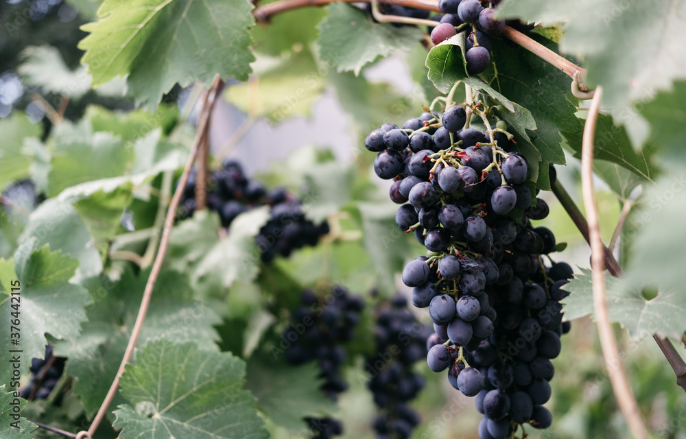 Ripe red grapes hang in a cluster on a green vine in the vineyard. Black maiden grapes, large bunch. Delicious and healthy fruits, fresh autumn harvest. Vine on the side and plenty of space for text.