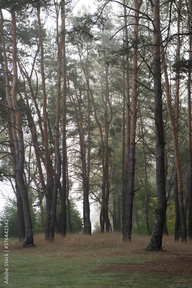 Obraz premium Pine forest trees in cloudy weather.