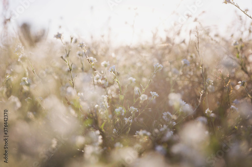 Canvas-taulu Idyllic summer meadow