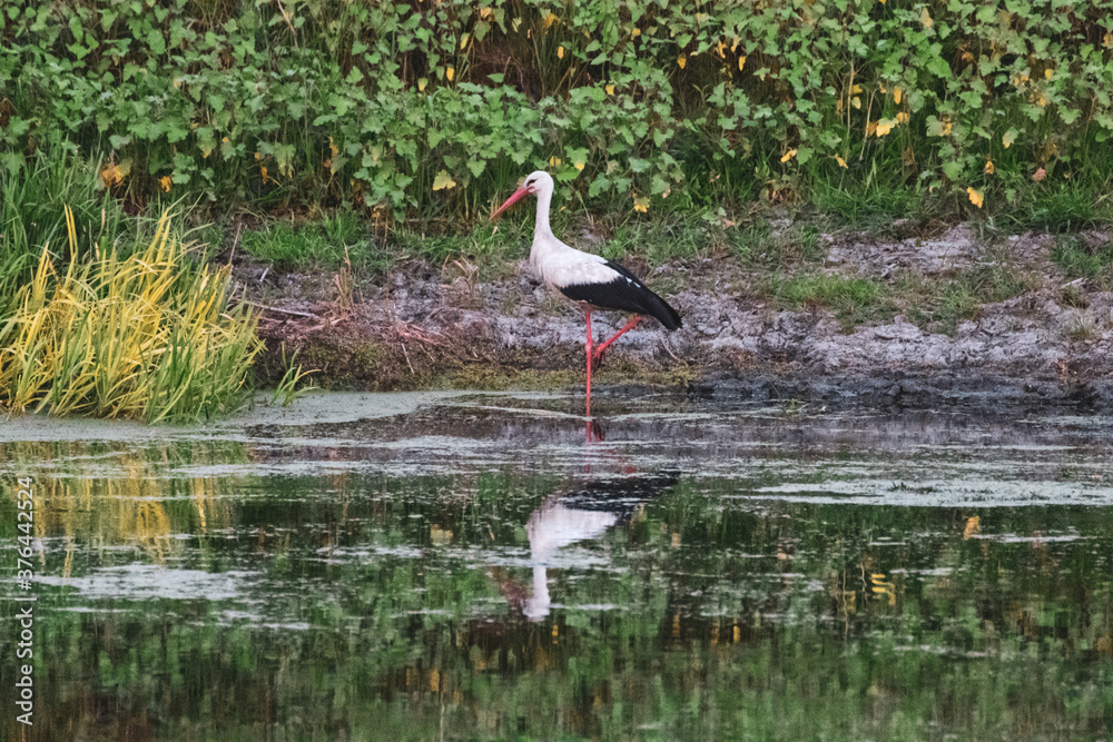 Ciconia gorgeous bird, stork family. Bird feeding by the river with reflection and green environment. Wildlife evening photography
