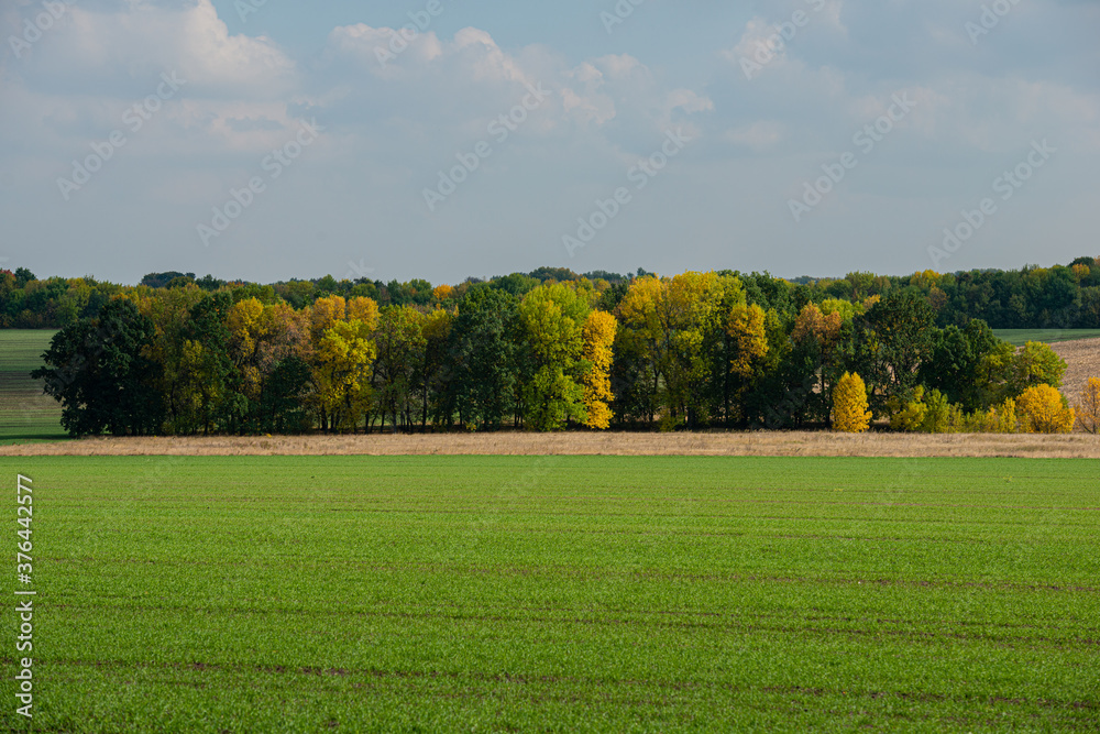 Green field and deciduous forest on a sunny day.