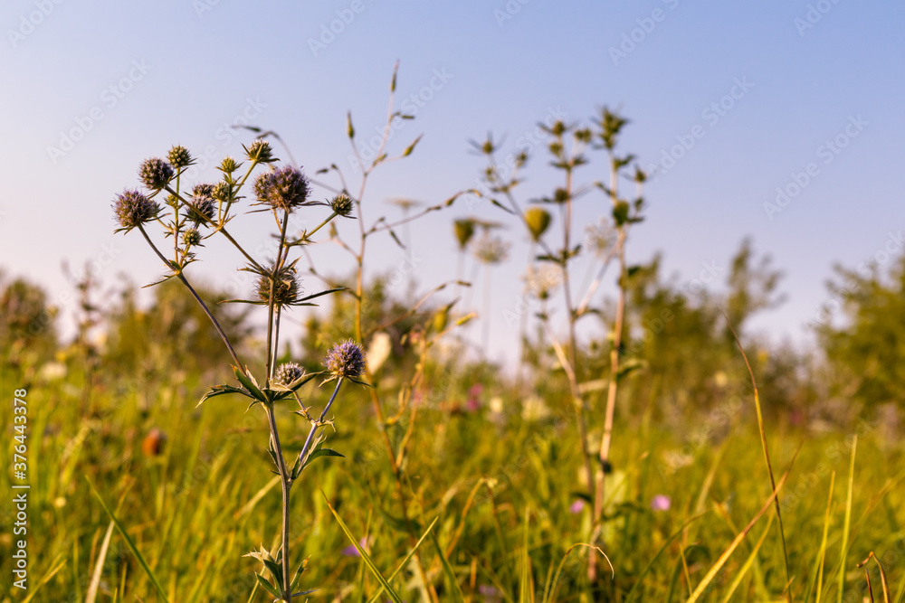 Fototapeta premium Wild flowers lawn in sunset light. Eryngium bourgatii, Amethyst Eryngos and different green grass