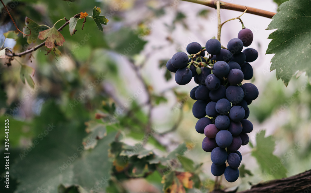 Ripe red grapes hang in a cluster on a green vine in the vineyard. Black maiden grapes, large bunch. Delicious and healthy fruits, fresh autumn harvest. Vine on the side and plenty of space for text. Ripe red grapes hang in a cluster on a green vine in the vineyard. Black maiden grapes, large bunch. Delicious and healthy fruits, fresh autumn harvest. Vine on the side and plenty of space for text.