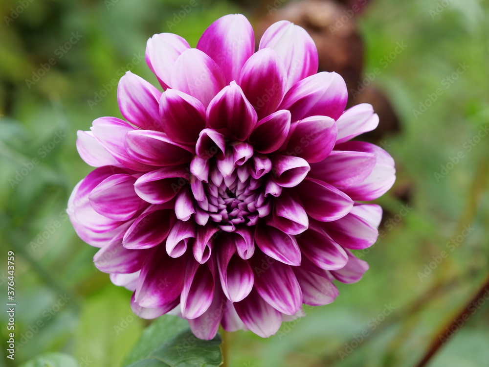 dalhia violette dalhia violette