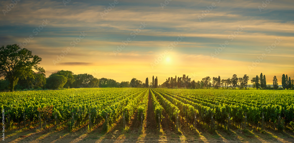 Bolgheri vineyard at sunset. Maremma, Tuscany, Italy