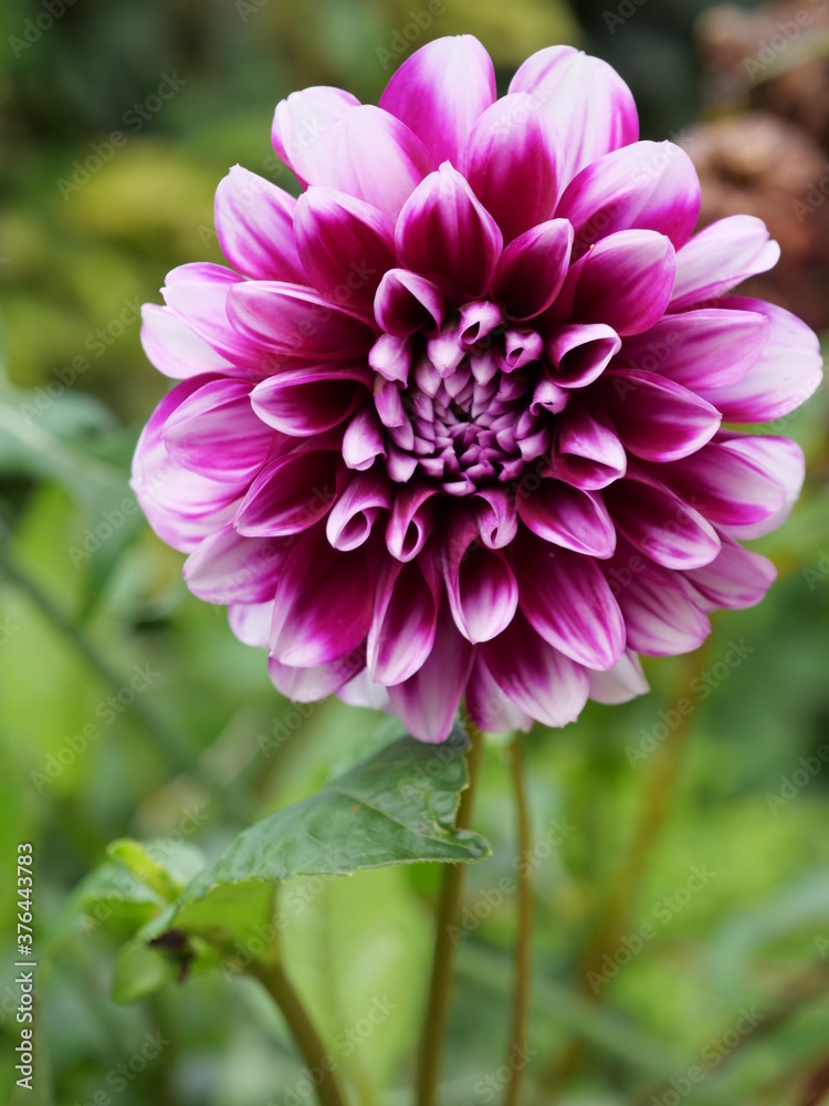 Obraz premium dalhia violette