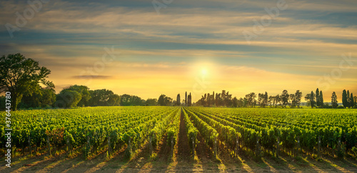 Bolgheri vineyard at sunset. Maremma, Tuscany, Italy