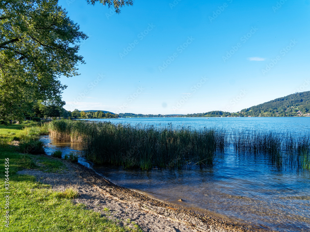 Bad Wiessee in Upper Bavaria in Germany. Reed bed by the lake of Tegernsee along the promenade with view on Bavarian Alps Bad Wiessee in Upper Bavaria in Germany. Reed bed by the lake of Tegernsee along the promenade with view on Bavarian Alps