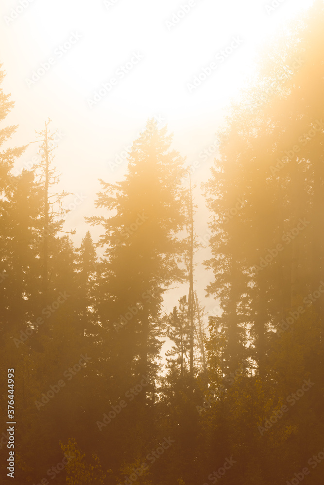 Baum Silhouette im Morgen Nebel