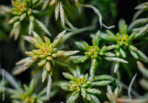 green coniferous embryo