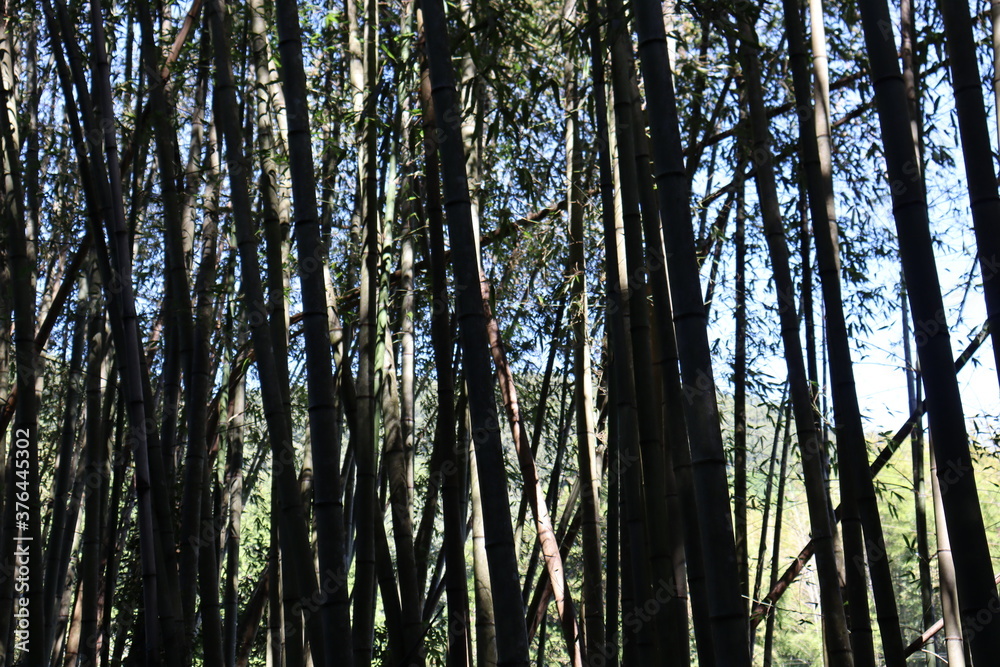 Fototapeta premium 日本の山を散歩中に撮影