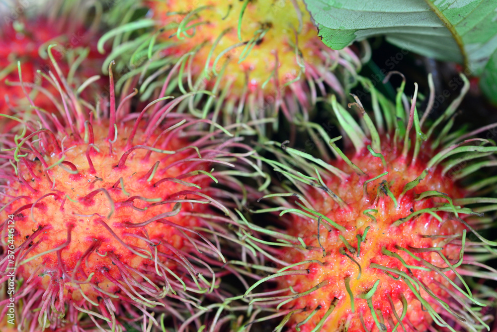 rambutan, a red plum sized tropical fruit with soft spines and a slightly acidic taste. rambutan, a red plum sized tropical fruit with soft spines and a slightly acidic taste.
