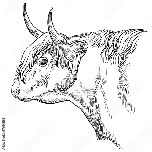 Head of bull in profile vector illustration