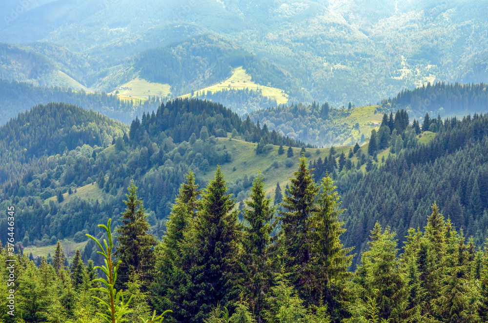 Fir trees on the background of sunlit wooded slopes