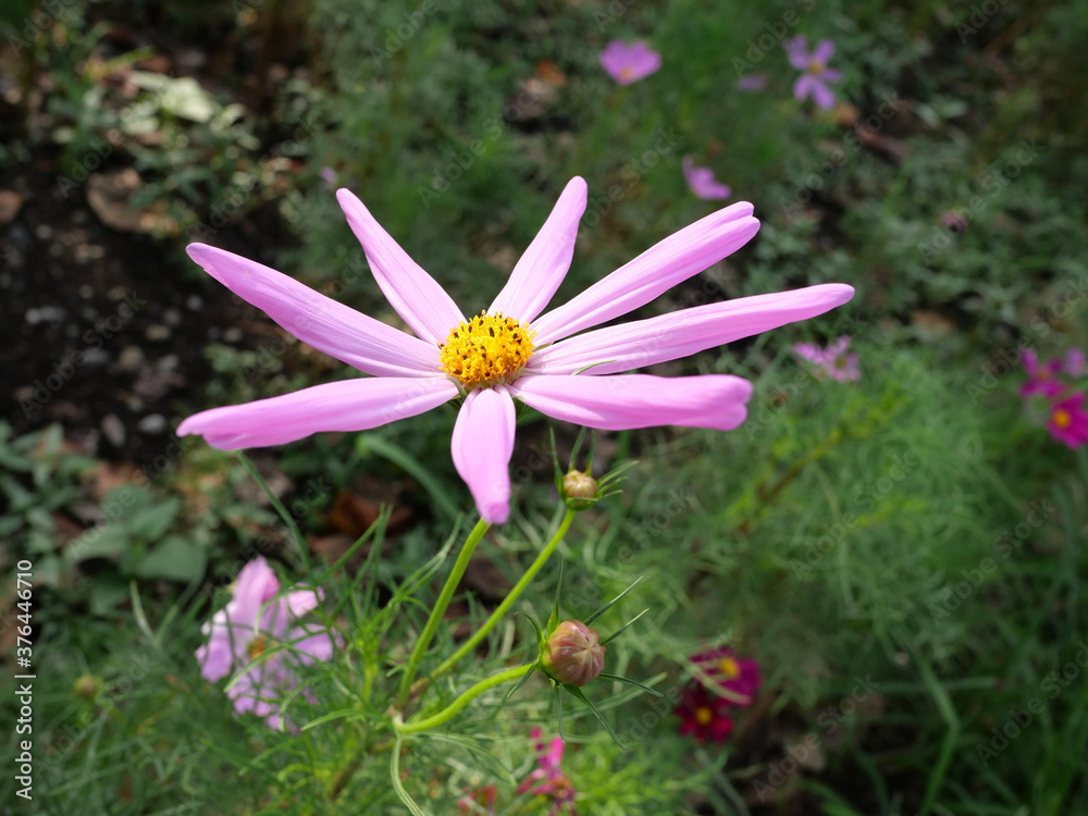 Fototapeta premium 日本庭園の花畑で咲くピンク色のコスモスの花々（日本の浜離宮恩賜庭園）