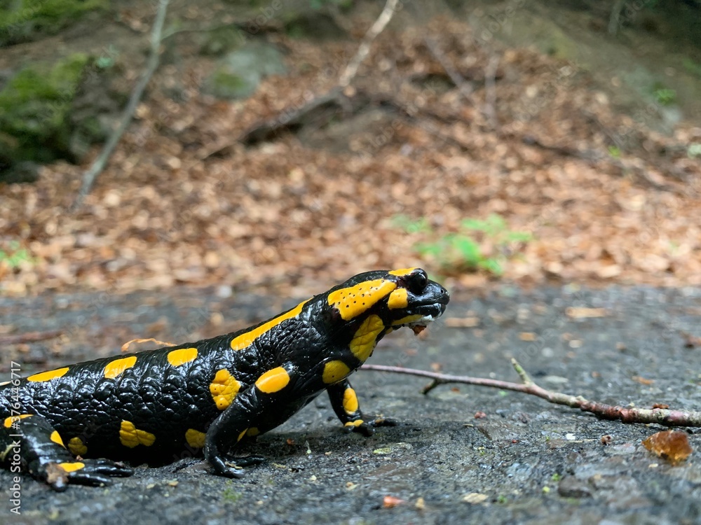 Lizard Lizard