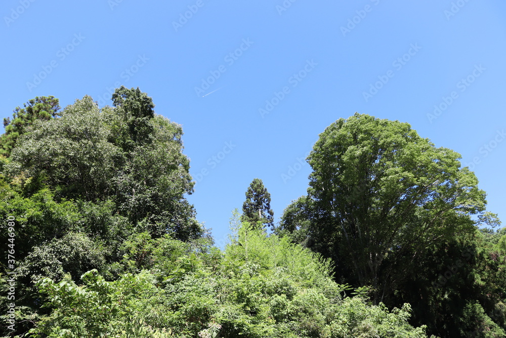 Obraz premium 日本の山を散歩中に撮影