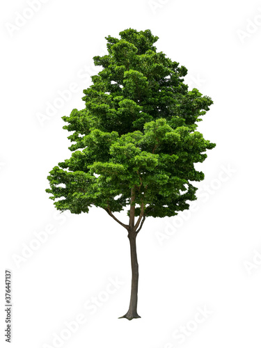 isolated black ebony tree with clipping path on white background or die-cut green leaf ebony tree for garden decoration and environment conservation