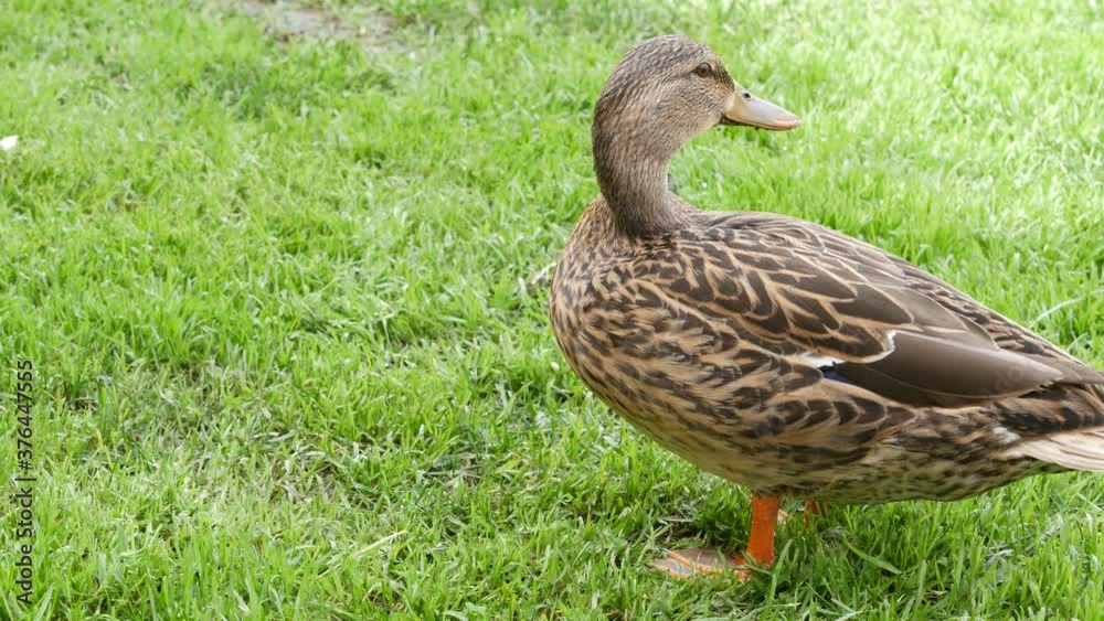 Funny duck on fresh green juicy grass in natural habitat. Curious waterflow bird in wild nature among greenery. Cute waterbird in wilderness. Funny duck on fresh green juicy grass in natural habitat. Curious waterflow bird in wild nature among greenery. Cute waterbird in wilderness.