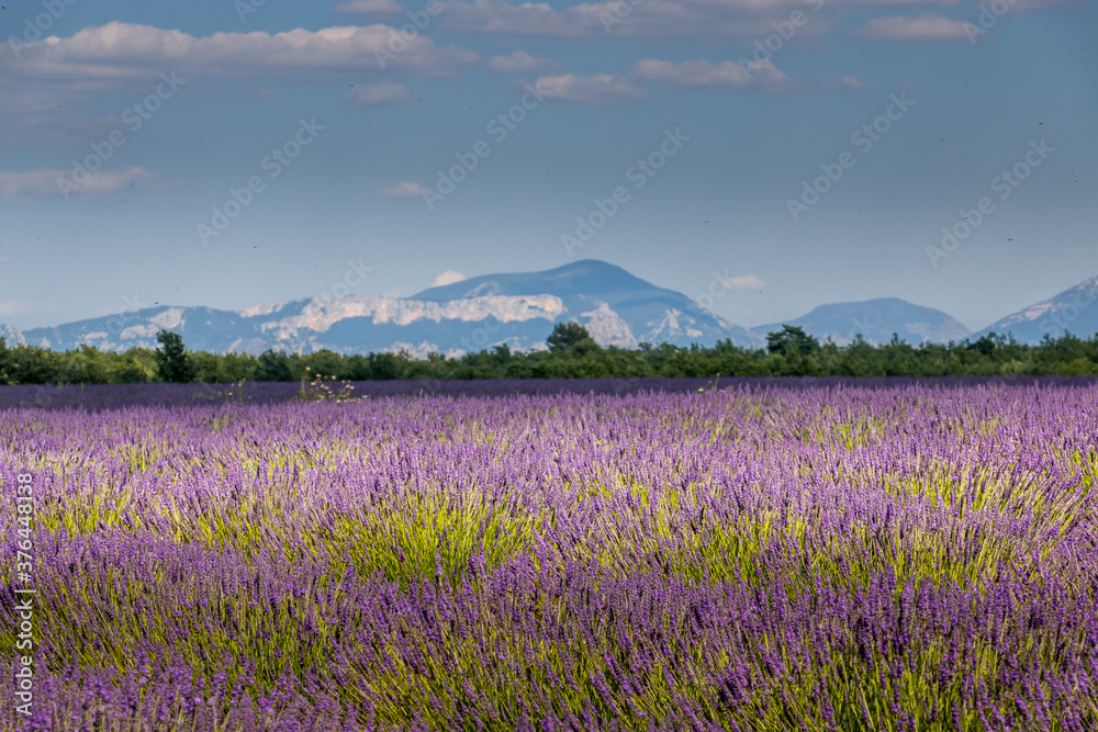 Fototapeta premium Champ de lavande en Provence