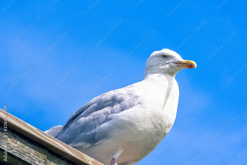 Obraz premium European herring gull (Larus argentatus)