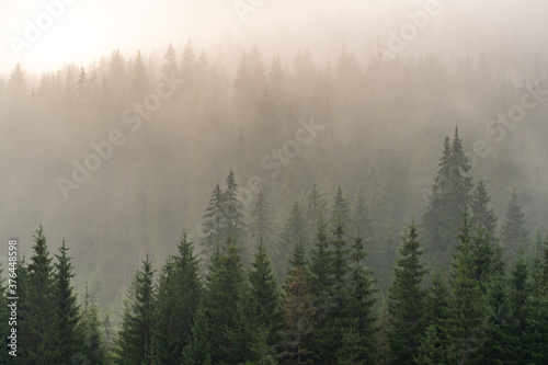 Pine forest in a misty morning